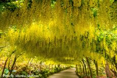Ireland 2017 - Bodnant Garden is famous for its Laburnum Arch, the curved walk is about 55 metres long. Late May to early June, the yellow flowers are in full...