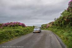 Ireland 2017 - Classis-Car-Road-Trip Ireland: Driving in our own Mini Authi on Achill Island, the roads are lined by imposing wild rhododendrons, a...