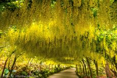 Ireland - Classic Car Road Trip from the Netherlands to Ireland: Bodnant Garden is among the finest gardens in Britain; it was founded in 1874 and developed...