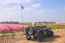 Commemoration Operation Quick Anger 2018 - Westervoort, Operation Quick Anger&nbsp;Commemoration and Memorial Tour 2018:&nbsp;A WWII Ford GPW&nbsp;Jeep in front of&nbsp;a tulip field in the...