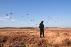 80th anniversary of the Battle of Arnhem - Classic Car Road Trip, 80th Anniversary of the Battle of Arnhem: A parachute drop over over the Ginkel Heath to commemorate the 80th...