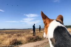 80th anniversary of the Battle of Arnhem - The 80th anniversary of the Battle of Arnhem: Our dog, Jussi, is keeping watch from the back seat of our Jeep. The most unusual paratrooper of the...