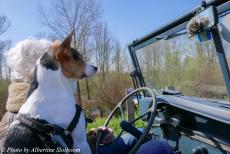 Herdenking Operation Quick Anger 2023 - Herdenking Operation Quick Anger en Herdenkingsrit 2023: Onze hond Jussi op de voorstoel van onze Jeep, vastgemaakt in zijn...