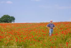 Normandy, 65 years after D-Day - Classic Car Road Trip Normandy: Poppy fields near Saint-Laurent-sur-Mer. The poppy is one of the only plants to grow on the disturbed earth of...